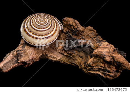 Architectonica perspectiva Shell on driftwood Architectonica perspectiva Shell on driftwood 126472673