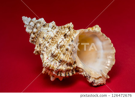 Textured Seashell on a Red Background 126472676