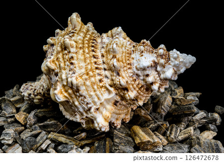 Spiky Triton Shell on Natural Stone Surface 126472678