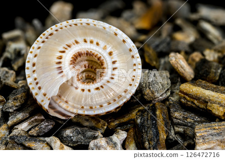 Architectonica perspectiva Shell on Natural Rocks Architectonica perspectiva Shell on Natural Rocks 126472716