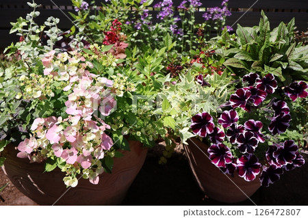 一盆繡球花和矮牽牛 一盆繡球花和矮牽牛 126472807