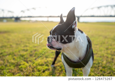 Boston Terrier Boston Terrier 126473267