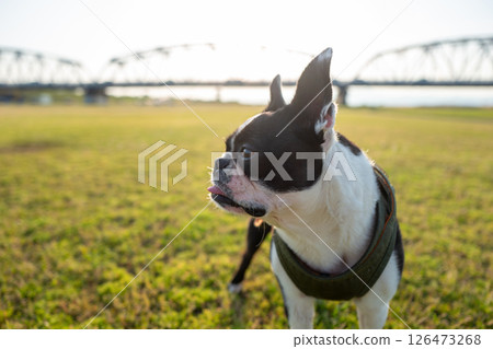 Boston Terrier 126473268