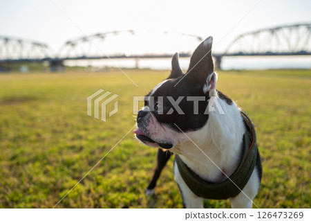 Boston Terrier 126473269
