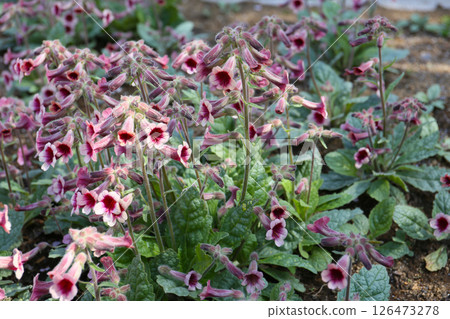 Rehmannia japonica flower Rehmannia japonica flower 126473278