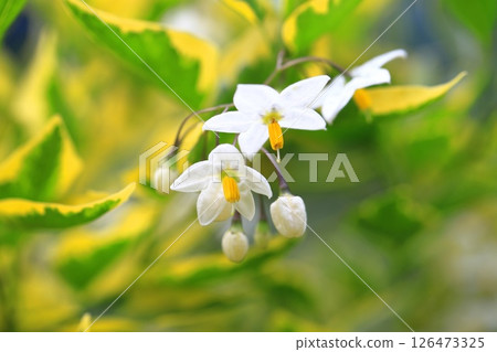 Variegated climbing eggplant Variegated climbing eggplant 126473325