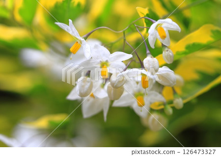 Variegated climbing eggplant Variegated climbing eggplant 126473327