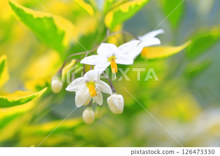 Variegated climbing eggplant Variegated climbing eggplant 126473330
