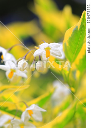Variegated climbing eggplant 126473331