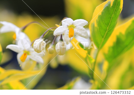 Variegated climbing eggplant Variegated climbing eggplant 126473332
