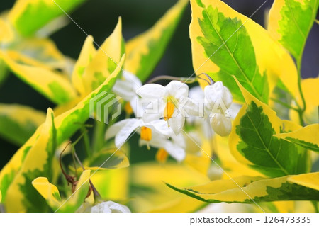 斑葉攀緣茄子 斑葉攀緣茄子 126473335