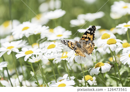 North Pole flowers and flying Painted Lady 126473561