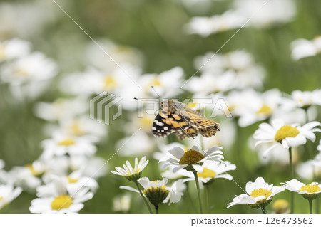 North Pole flowers and flying Painted Lady 126473562