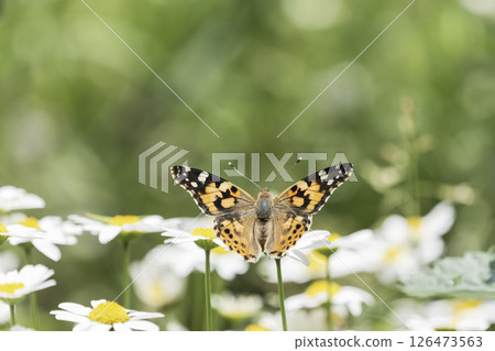 North Pole flowers and flying Painted Lady 126473563