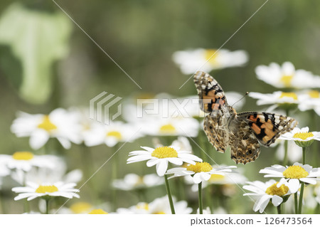 North Pole flowers and flying Painted Lady North Pole flowers and flying Painted Lady 126473564
