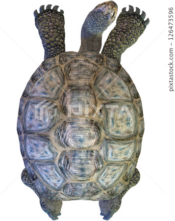 Giant tortoise 126473596