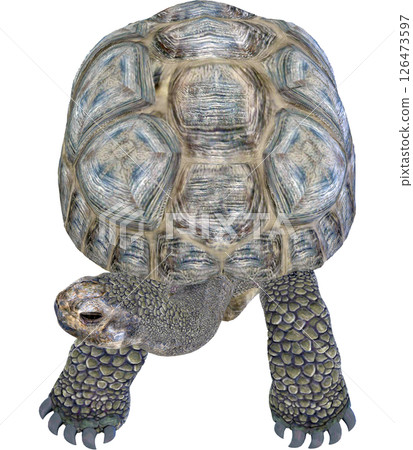 Giant tortoise 126473597