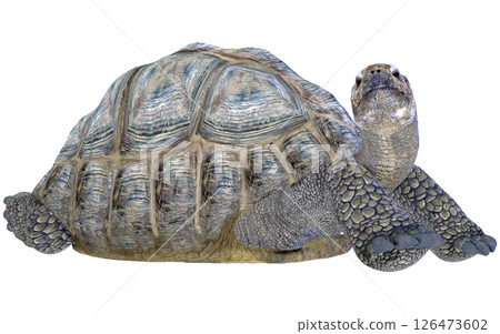 巨龜 126473602