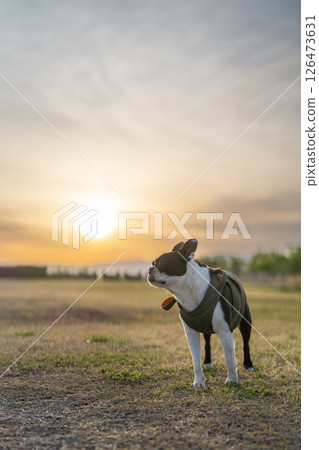 Boston Terrier 126473631