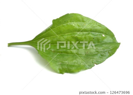 Plantain leaves on white background 126473696