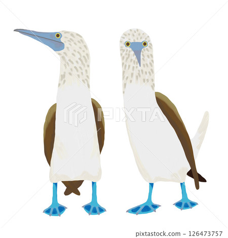 用油畫筆繪製的藍腳鰹鳥插圖。一組正面和側面視圖。剪貼畫。插圖。 PNG。 126473757