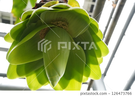 Snow bananas only bloom once in their lifetime Snow bananas only bloom once in their lifetime 126473766