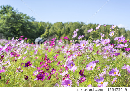 宇宙瀧野鈴蘭丘陵公園札幌 126473949