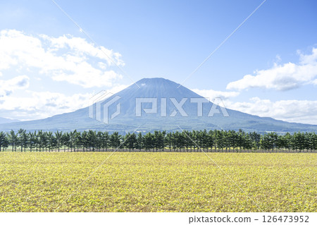 俱知安町羊蹄山，收穫後的大豆田和冷杉樹防風林 126473952