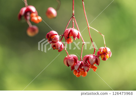 Suzuran, Takino Suzuran Hillside Park, Sapporo 126473968