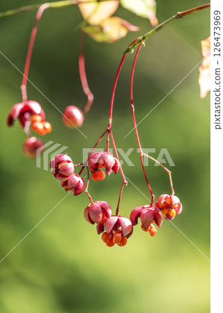 Suzuran, Takino Suzuran Hillside Park, Sapporo 126473969