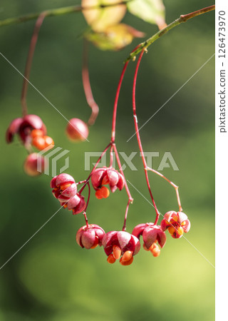 札幌市瀧野鈴蘭丘陵公園鈴蘭 126473970