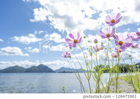洞爺湖町洞爺湖畔盛開的大波斯菊 洞爺湖町洞爺湖畔盛開的大波斯菊 126473981