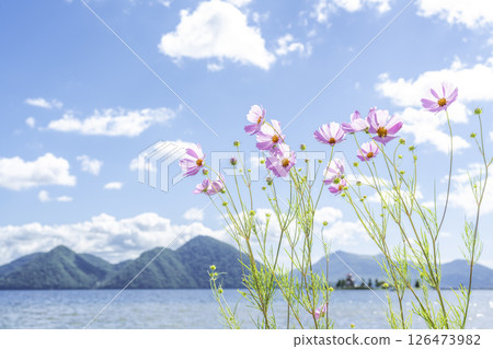 洞爺湖町洞爺湖畔盛開的大波斯菊 126473982