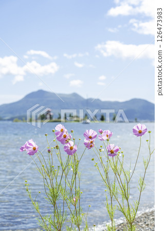 洞爺湖町洞爺湖畔盛開的大波斯菊 洞爺湖町洞爺湖畔盛開的大波斯菊 126473983