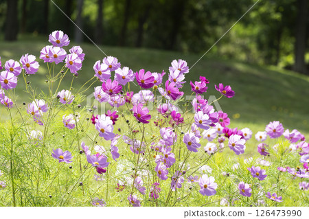 Cosmos Takino Suzuran Hillside Park Sapporo 126473990