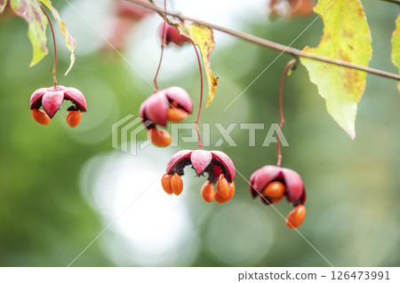 Suzuran, Takino Suzuran Hillside Park, Sapporo 126473991