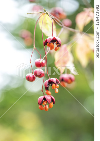 札幌市瀧野鈴蘭丘陵公園鈴蘭 126473992