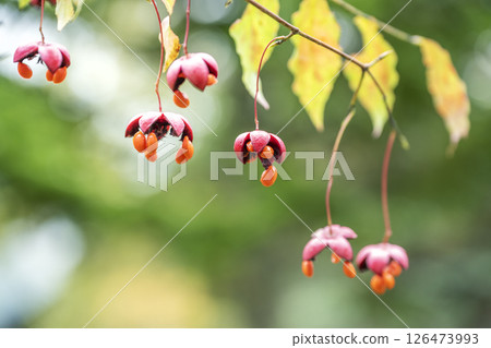 札幌市瀧野鈴蘭丘陵公園鈴蘭 126473993