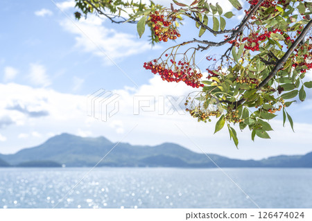 洞爺湖町洞爺湖畔的花楸樹 洞爺湖町洞爺湖畔的花楸樹 126474024