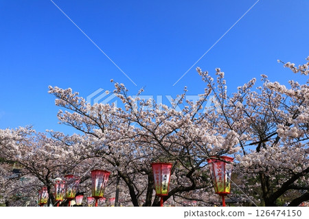 Sakata City, Hiyoriyama Park, cherry blossoms in full bloom Sakata City, Hiyoriyama Park, cherry blossoms in full bloom 126474150