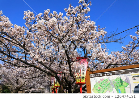 酒田市日和山公園櫻花盛開 126474151