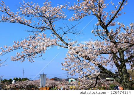 酒田市日和山公園櫻花盛開 126474154
