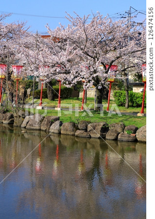 酒田市日和山公園櫻花盛開 126474156