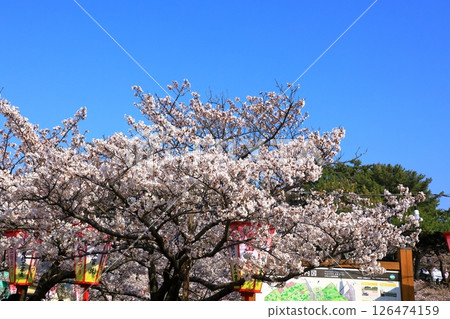 Sakata City, Hiyoriyama Park, cherry blossoms in full bloom Sakata City, Hiyoriyama Park, cherry blossoms in full bloom 126474159