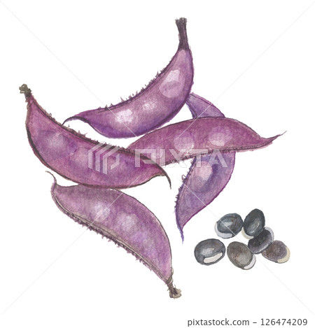 Hyacinth beans and peas painted in watercolors - purple 126474209