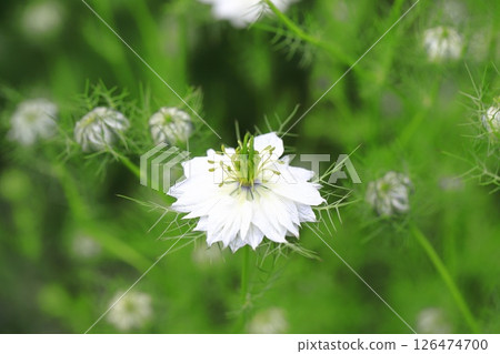 White Nigella flower White Nigella flower 126474700