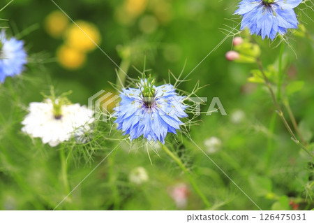 Blue and white nigella flower Blue and white nigella flower 126475031