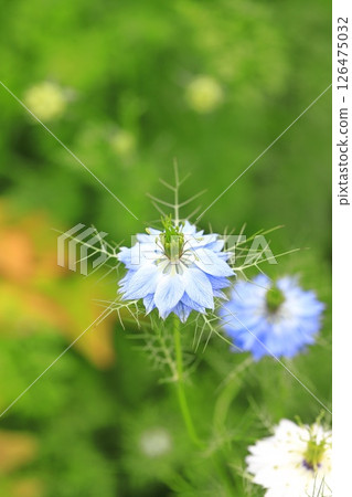 Blue and white nigella flower 126475032