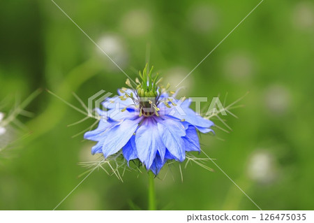 藍色和白色的黑種草花 藍色和白色的黑種草花 126475035