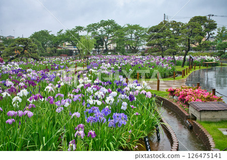 Horikiri Iris Garden Horikiri Katsushika Iris Festival in Tokyo Horikiri Iris Garden Horikiri Katsushika Iris Festival in Tokyo 126475141